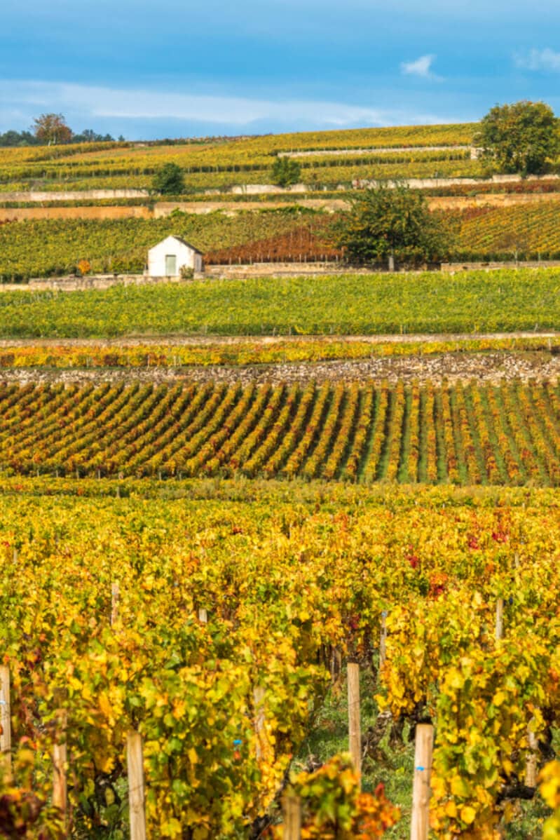 Soleil automnal sur les vignes en Bourgogne